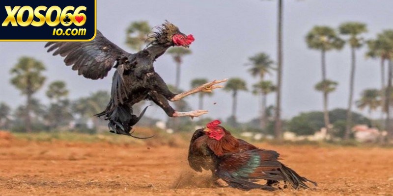 Những giống chiến kê trong đá gà cựa dao 