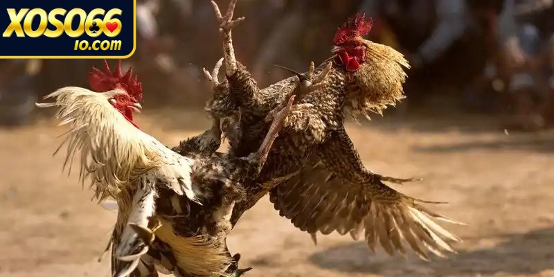 Giống gà thi đấu quyết định trực tiếp đến thế trận