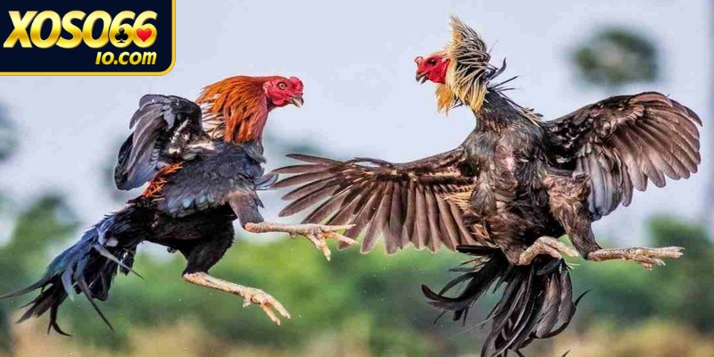 Những điểm thú vị có trong đá gà nòi 