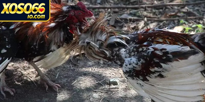 Chiến thuật chơi đá gà nòi hiệu quả mà bạn cần biết 