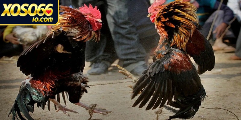 Đá gà Thomo là hình thức giải trí hợp pháp diễn ra tại thị trấn Thomo