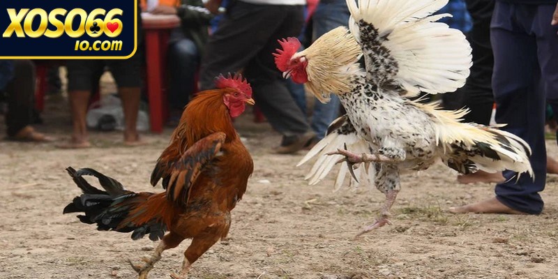 Đá cựa tròn là hình thức thi đấu mang thiên hướng chiến thuật