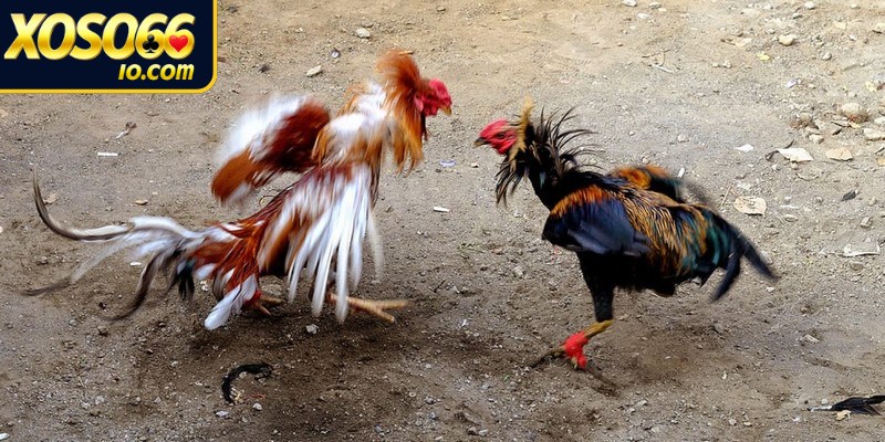 Bạn nên lựa chọn chiến kê chất lượng khi chơi 